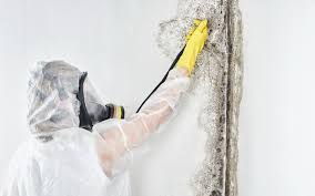 Environmental Consulting for Mold Prevention in Endwell, NY